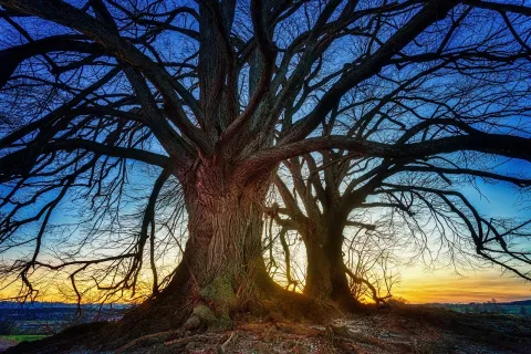 Baum mit schönem Hintergrund